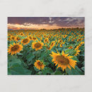 Search for crops postcards Sky