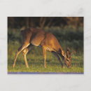 Search for odocoileus postcards Animal