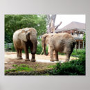 Search for elephant conservation posters Elephants