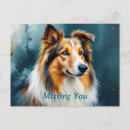 Search for shetland sheepdog postcards Sable
