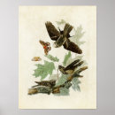 Search for wille posters Birds of america