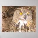Recherche de rapaces posters Hiboux