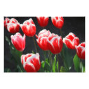 Recherche de tulipe blanche posters Floral