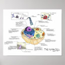 Search for biology posters Molecular