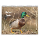 Recherche de chasse calendriers Canards