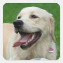 Search for friendly square stickers Dog