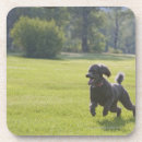 Recherche de caniche dessous de verres Noir