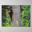 Recherche de ours noirs posters Animaux sauvages