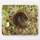 Search for caterpillar electronics Moth