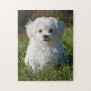 Recherche de doodle puzzles Animal de compagnie