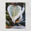 Recherche de feuille en forme de coeur posters Nature