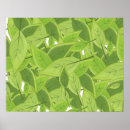 Recherche de thé vert posters Feuilles de thé