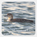 Search for common loon Animals