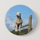 Search for cute sheep buttons Ewes