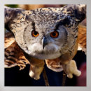 Recherche de yeux de hibou posters Animaux