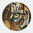 Search for tigers in magnets Predator