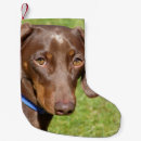 Recherche de saucisse chaussette de noël Amoureux des chiens