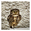 Search for owl portrait posters Animal