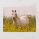 Recherche de moutarde cartes postales Champ