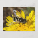 Recherche de hoverfly posters Nature