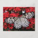 Recherche de papillon noir et blanc posters Girly