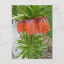 Search for fritillaria postcards Nature