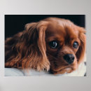 Recherche de cocker posters Amour