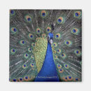 Search for peacock feather pattern magnets Animal