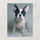 Recherche de french bulldog cartes postales Young animal
