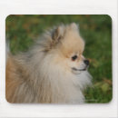 Recherche de profil chien tapis souris Spitz nain