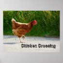 Search for pullets posters Hen