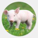 Search for cute piglet stickers Baby pig