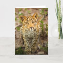 Search for leopard cards Wildlife