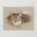 Recherche de abréviation cartes postales Animal