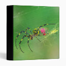 Search for spiders binders Animal