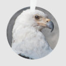 Search for bald eagle ornaments Nature