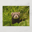 Recherche de visage drôle cartes postales Animal mignon