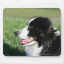 Recherche de chien border collie tapis souris Se coucher