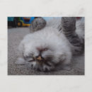 Recherche de vampire mignon cartes postales Amusant