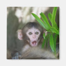 Search for baby monkey magnets Japanese macaque