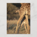 Search for parent postcards Wildlife