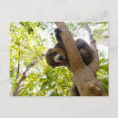 Recherche de mangouste posters Drôle