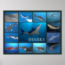 Search for shark photo art Great