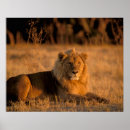 Recherche de roi lion posters Faune