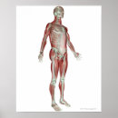 Search for musculoskeletal posters Work