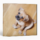 Search for spaniel office supplies Animals