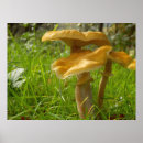 Search for edibility art Fungi