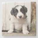 Search for collie coasters Puppy