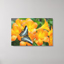 Search for tropical butterflies art Flowers