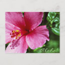 Recherche de tropique cartes postales Floral